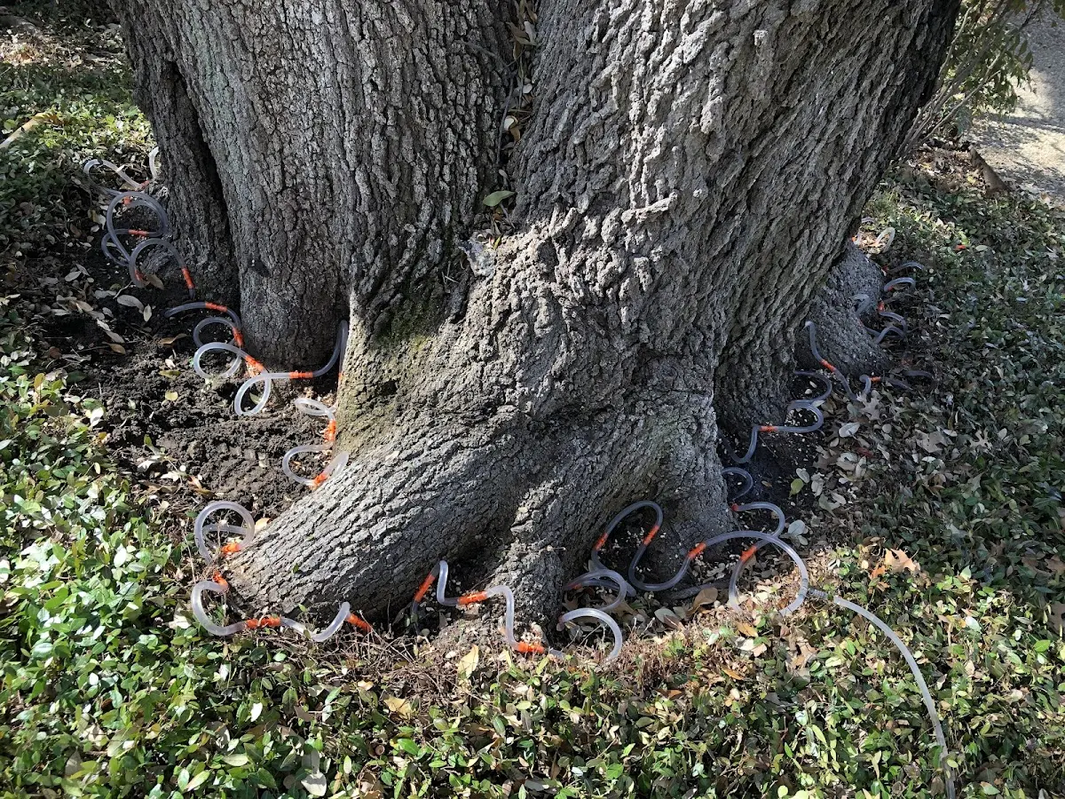 Detailed Tree Cabling and Bracing job site in Hyattville