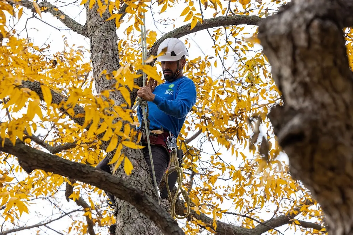 Skilled Tree Trimming crew working in Hyattville
